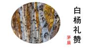 初中语文人教部编版（2024）八年级上册第四单元16 白杨礼赞/茅盾说课课件ppt