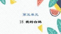 初中语文人教部编版（2024）七年级上册（2024）18 我的白鸽/陈忠实教课内容课件ppt