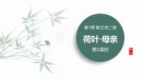 语文七年级上册（2024）荷叶·母亲/冰心评课ppt课件