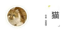 人教部编版（2024）七年级上册（2024）17 猫/郑振铎课堂教学课件ppt