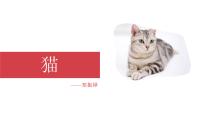 初中语文人教部编版（2024）七年级上册（2024）17 猫/郑振铎教学演示课件ppt