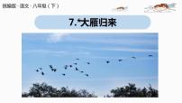 人教部编版八年级下册7*大雁归来试讲课课件ppt