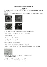 山东省临沂市兰陵县2023-2024学年八年级上学期期末数学试题(无答案)