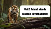 初中英语冀教版（2024）七年级上册（2024）Lesson 5 Save the tigers!完美版课件ppt