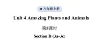 人教版（2024）八年级上册（2024）Unit 4 Amazing Plants and AnimalsSection B图片课件ppt