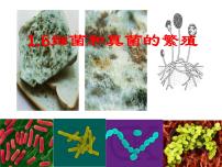 科学七年级下册第6节 细菌和真菌的繁殖评课课件ppt