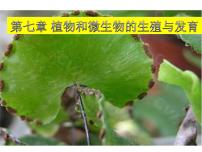 初中华师大版第7章 植物和微生物的生殖与发育3 植物的无性生殖图文ppt课件