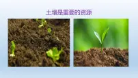 科学八年级下册第6节 保护土壤背景图ppt课件