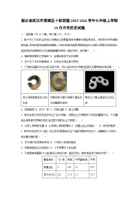 2025~2026学年湖北省武汉市黄陂区十校联盟七年级（上）10月月考历史试题（学生版）