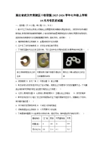 2025~2026学年湖北省武汉市黄陂区十校联盟七年级（上）10月月考历史试题（学生版）