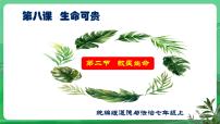 人教版（2024）七年级上册第三单元 珍爱我们的生命第八课 生命可贵敬畏生命试讲课课件ppt