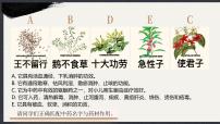 人教版（2024）七年级下册（2024）历久弥新的思想理念获奖课件ppt
