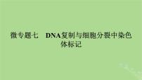 2025版高考生物一轮总复习必修2微专题7DNA复制与细胞分裂中染色体标记课件