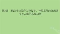 2025版高考生物一轮总复习选择性必修1第8单元稳态与调节第3讲神经冲动的产生和传导神经系统的分级调节及人脑的高级功能课件