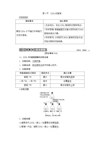 高中生物人教版 (2019)必修2《遗传与进化》第3章 基因的本质第3节 DNA的复制导学案