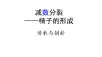 高中人教版 (新课标)一 减数分裂教学演示课件ppt