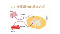 选择性必修1第2节 神经调节的基本方式教学课件ppt