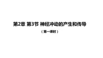 高中生物人教版 (2019)选择性必修1第3节 神经冲动的产生和传导教学演示课件ppt
