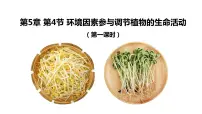 人教版 (2019)选择性必修1第5章 植物生命活动的调节第4节 环境因素参与调节植物的生命活动授课课件ppt