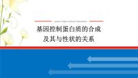 新教材高考生物一轮复习第二单元遗传的分子基础3基因控制蛋白质的合成及其与性状的关系课件必修2