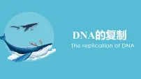 高中生物人教版 (2019)必修2《遗传与进化》第3节 DNA的复制课堂教学ppt课件