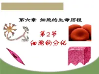 人教版 (2019)必修1《分子与细胞》第2节 细胞的分化教学ppt课件