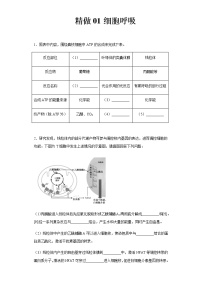 精做01 细胞呼吸-备战2022年高考生物大题精做（新高考专用）