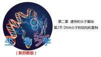 高中生物苏教版 (2019)必修2《遗传与进化》DNA分子通过半保留方式进行复制备课课件ppt