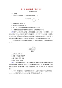 高中生物人教版 (2019)必修1《分子与细胞》第2节 细胞的能量“货币”ATP达标测试