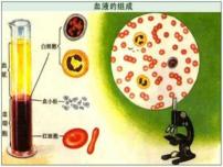 高考生物专题复习 蛋白质的分离与纯化课件 新人教版