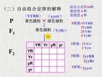 高考生物专题复习 基因的自由组合定律课件课件 新人教版