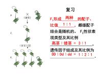 生物必修2《遗传与进化》第2节 孟德尔的豌豆杂交实验（二）课前预习课件ppt