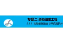 2.2.2动物细胞融合和单克隆抗体课件--高二下学期生物人教版选修3