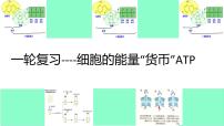 高三一轮复习生物：细胞的能量“货币”ATP课件