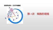 高三一轮复习生物：第14讲  细胞的增殖课件