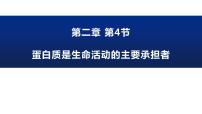 2.4 蛋白质是生命活动的主要承担者--高一上学期生物人教版必修1