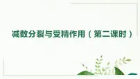 2.1 减数分裂和受精作用（第二课时）课件--高一下学期生物人教版必修2