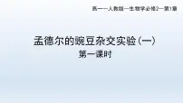 1.1孟德尔的豌豆杂交实验(一)(第1课时)课件--高一下学期生物人教版必修2