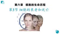 6.3细胞的衰老和死亡课件--高一上学期生物人教版必修1