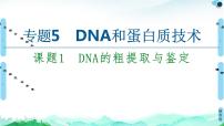 专题5 课题1 DNA的粗提取与鉴定--高中生物选修1--同步课件PPT(人教版)