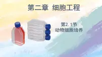 高中生物人教版 (2019)选择性必修3一 动物细胞培养优秀ppt课件