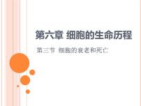 高中生物人教版 (2019)必修1《分子与细胞》第3节 细胞的衰老和死亡教学演示ppt课件