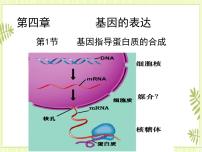 2021学年第1节 基因指导蛋白质的合成获奖ppt课件