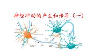 高中生物人教版 (2019)选择性必修1第3节 神经冲动的产生和传导教课内容ppt课件