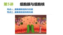 2023届高三生物一轮复习课件： 第5讲 细胞膜与细胞核