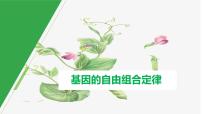 2023届高三生物一轮复习课件：基因自由组合定律