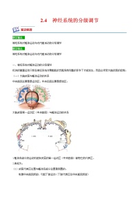 人教版 (2019)选择性必修1第4节 神经系统的分级调节测试题