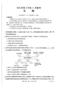 2023河北省高三上学期10月联考生物试题扫描版含答案