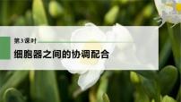 高中生物2023年高考生物一轮复习（新人教新高考） 第2单元 第3课时　细胞器之间的协调配合课件PPT