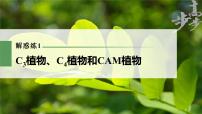 高中生物2023年高考生物一轮复习（新人教新高考） 第3单元 解惑练1　C3植物、C4植物和CAM植物课件PPT